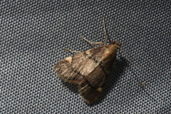 Hypsopygia thymetusalis