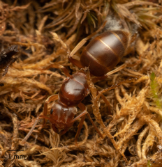 Lasius subumbratus