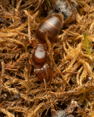 Lasius subumbratus