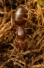 Lasius subumbratus