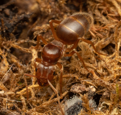 Lasius subumbratus