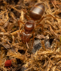 Lasius subumbratus
