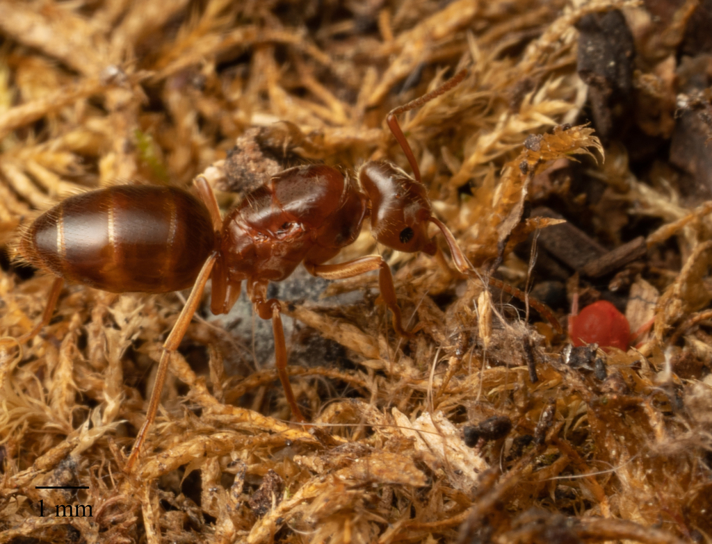 Less Shady Fuzzy Ant