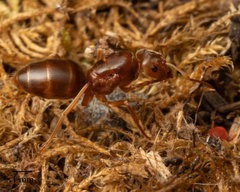 Lasius subumbratus