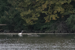 Ardea alba