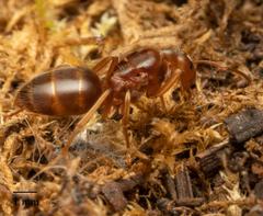 Lasius subumbratus