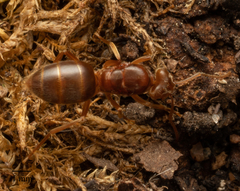 Lasius subumbratus