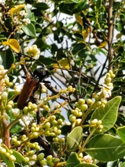 Tragidion coquus