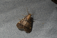 Hypsopygia thymetusalis