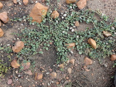 Limeum telephioides telephioides