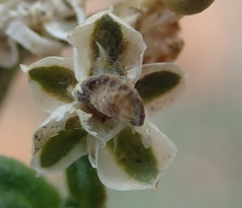Limeum telephioides (Limeum telephioides)