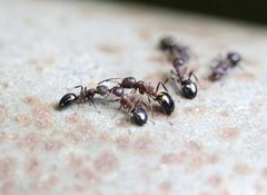 Dolichoderus sibiricus