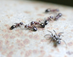 Dolichoderus sibiricus