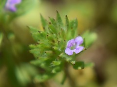 Pogogyne serpylloides