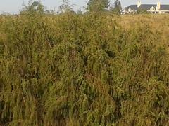 Passerina falcifolia