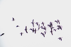 Branta canadensis