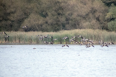 Branta canadensis