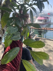 Eustigma oblongifolium