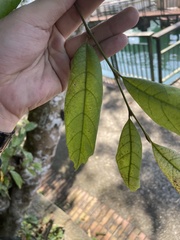 Eustigma oblongifolium