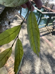 Eustigma oblongifolium