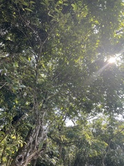 Eustigma oblongifolium