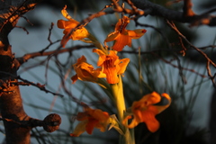 Chloraea alpina