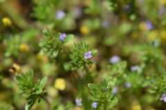 Pogogyne serpylloides