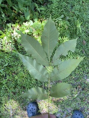 Carya glabra image