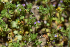 Pogogyne serpylloides