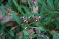 Persicaria posumbu