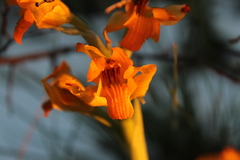 Chloraea alpina