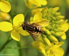 Dolichogyna chilensis