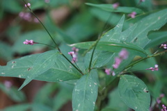 Persicaria posumbu