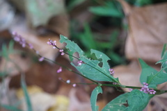 Persicaria posumbu