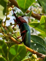 Stenaspis verticalis insignis