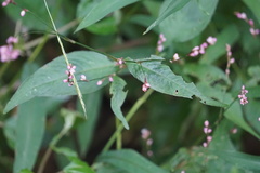 Persicaria posumbu