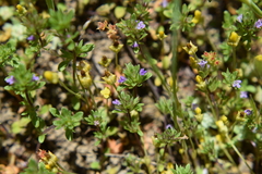 Pogogyne serpylloides