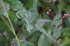 Persicaria posumbu