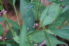 Persicaria posumbu