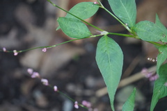 Persicaria posumbu