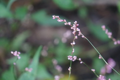 Persicaria posumbu