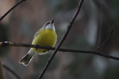 White-Throated Gerygone photo 5