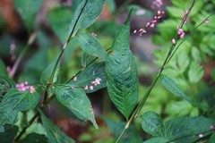 Persicaria posumbu