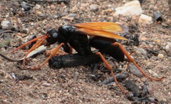 Tachypompilus ignitus