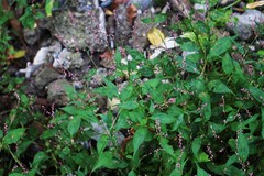 Persicaria posumbu
