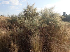 Tarchonanthus camphoratus