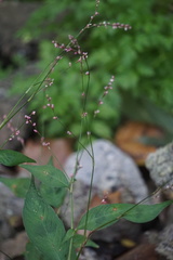 Persicaria posumbu