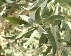 Tarchonanthus camphoratus