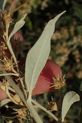 Tarchonanthus camphoratus