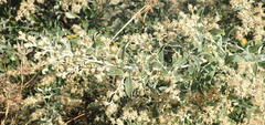 Tarchonanthus camphoratus